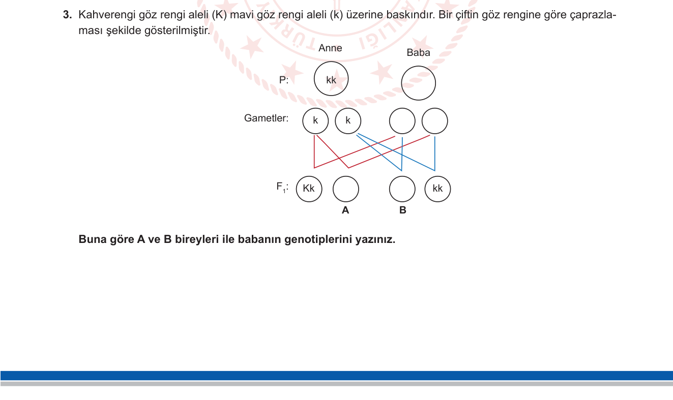 Biyoloji sorusu 11 — Kalıtım — Şema/pedigri okuma, monohybrid çapraz, genotip çıkarımı (10. sınıf Biyoloji)