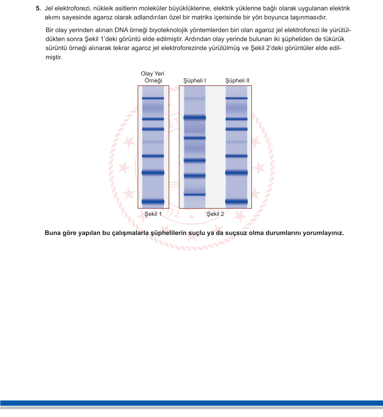 Biyoloji sorusu 22 — Biyoteknoloji ve Genetik Mühendisliği (jel elektroforezi, DNA parmak izi)