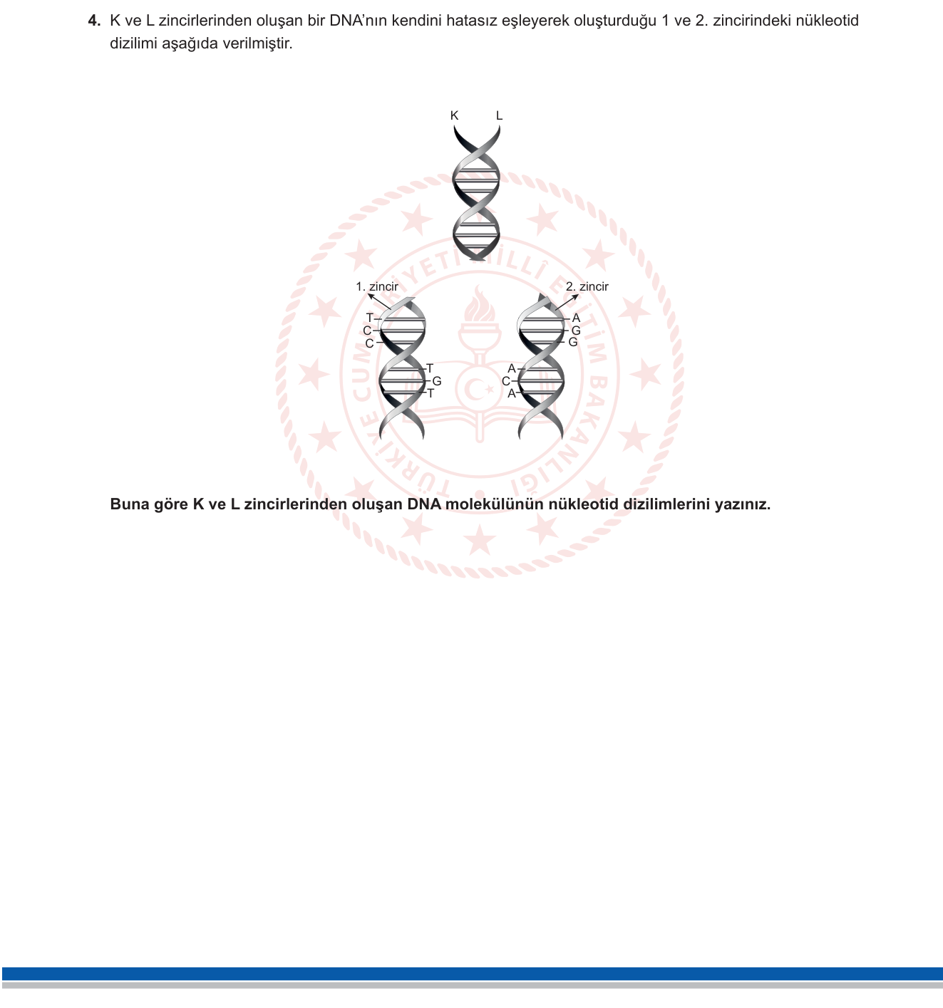 Fen Bilimleri sorusu 4 — Kalıtım — DNA Eşlenmesi (Replikasyon), Baz Eşleşmesi