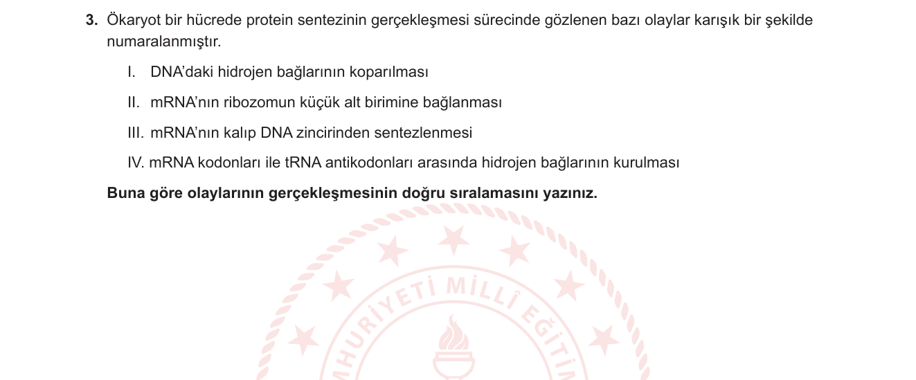 Biyoloji sorusu 20 — Protein sentezi: transkripsiyon ve translasyon aşamaları