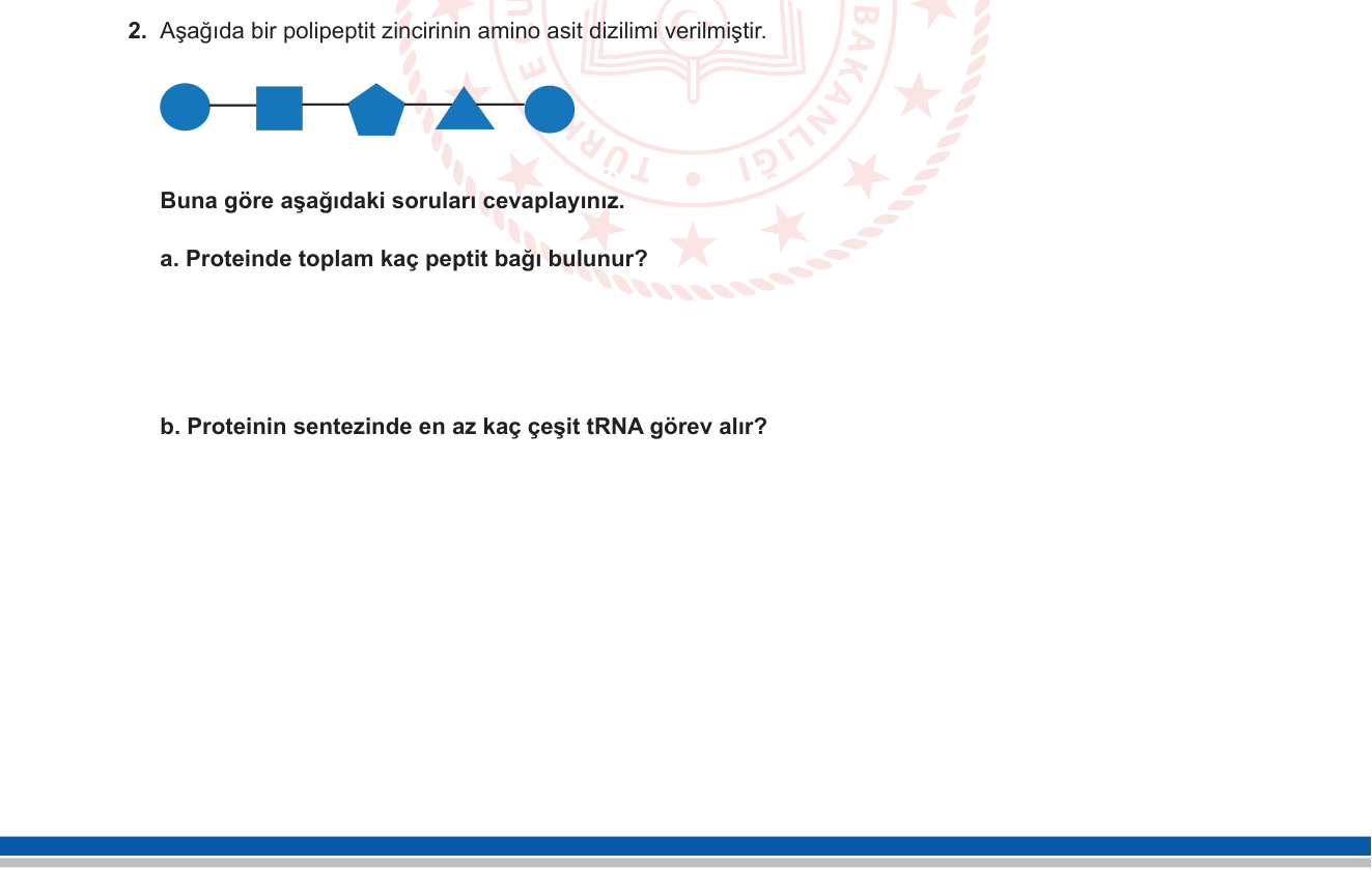 Biyoloji sorusu 19 — Protein sentezi — peptit bağı sayısı, tRNA çeşidi