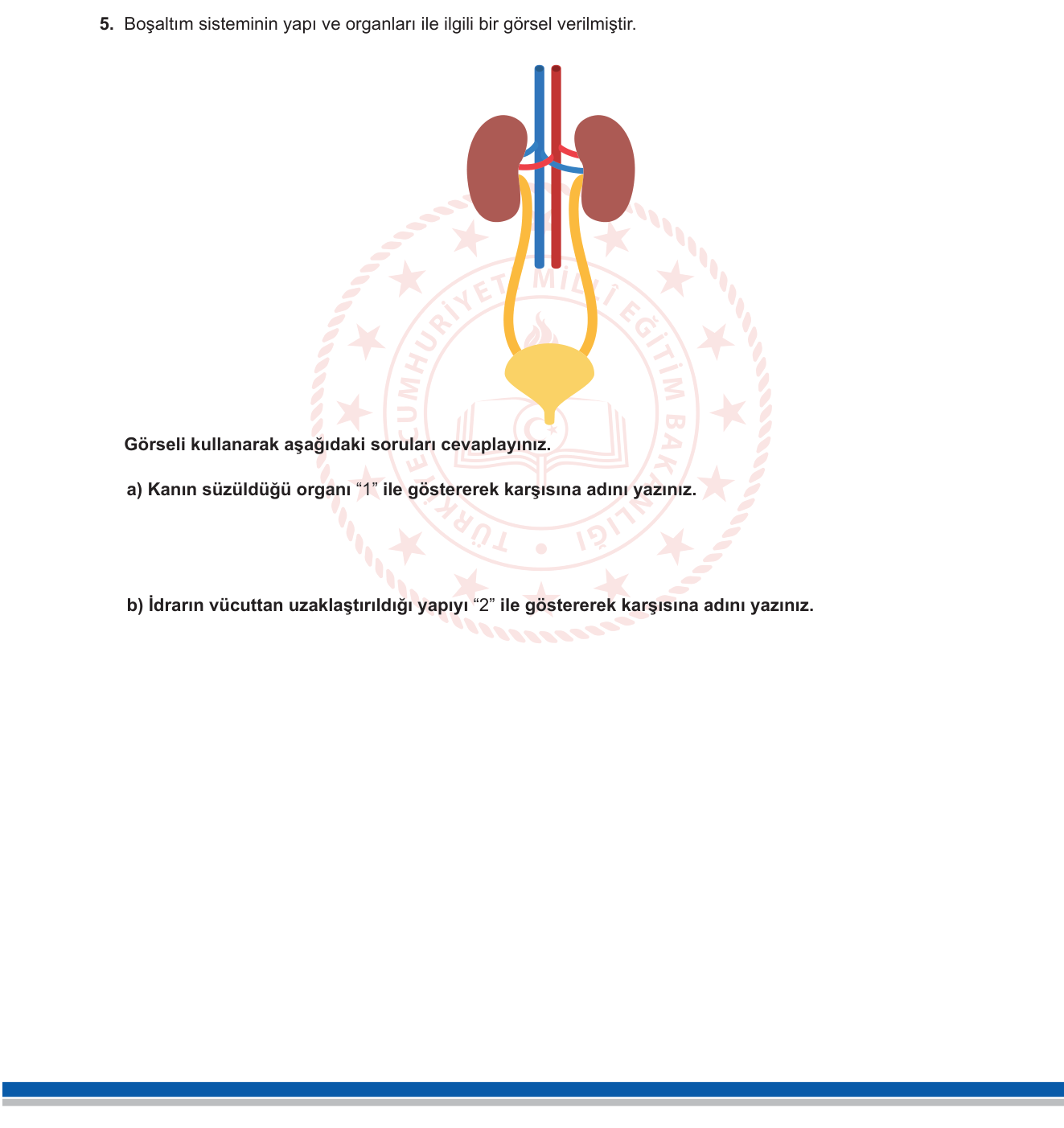 Fen Bilimleri sorusu 5 — Boşaltım Sistemi — Yapılar ve Görevler