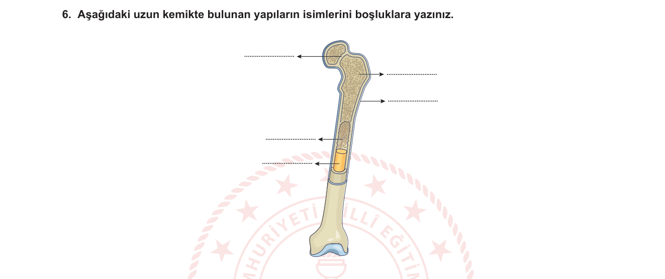 Biyoloji sorusu 15 — İskelet Sistemi — Kemik Yapısı