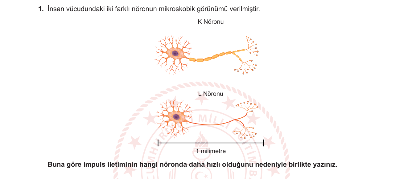 Biyoloji sorusu 10 — Nöron yapısı ve impuls iletimi, miyelin kılıfı, saltatory iletim (11. Sınıf Biyoloji)