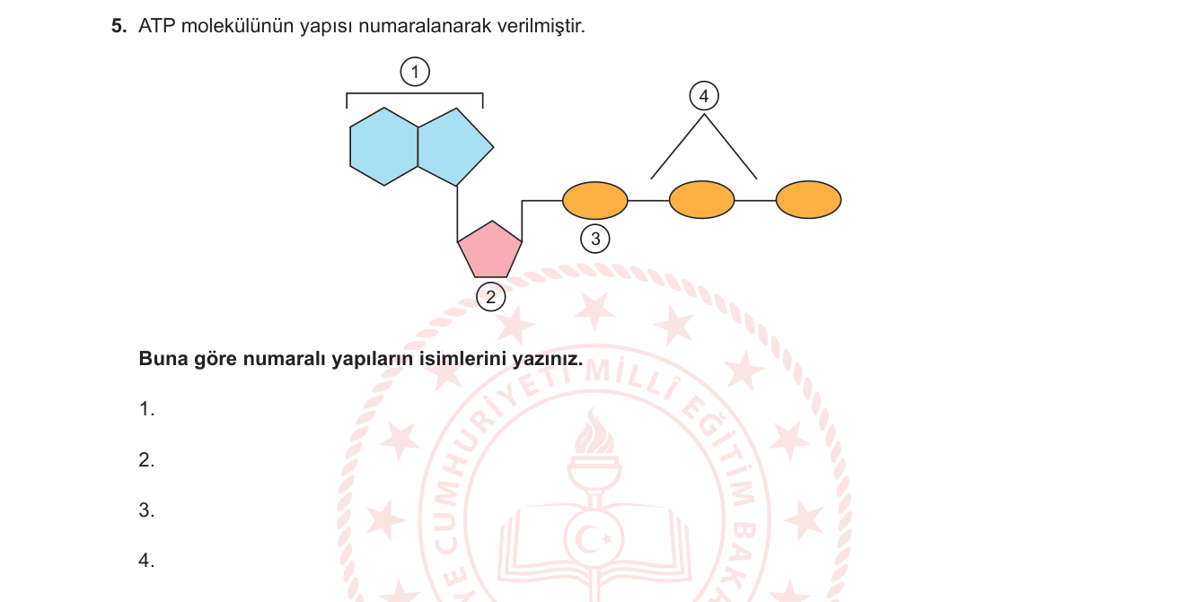 Biyoloji sorusu 5 — ATP yapısı ve enerji molekülleri
