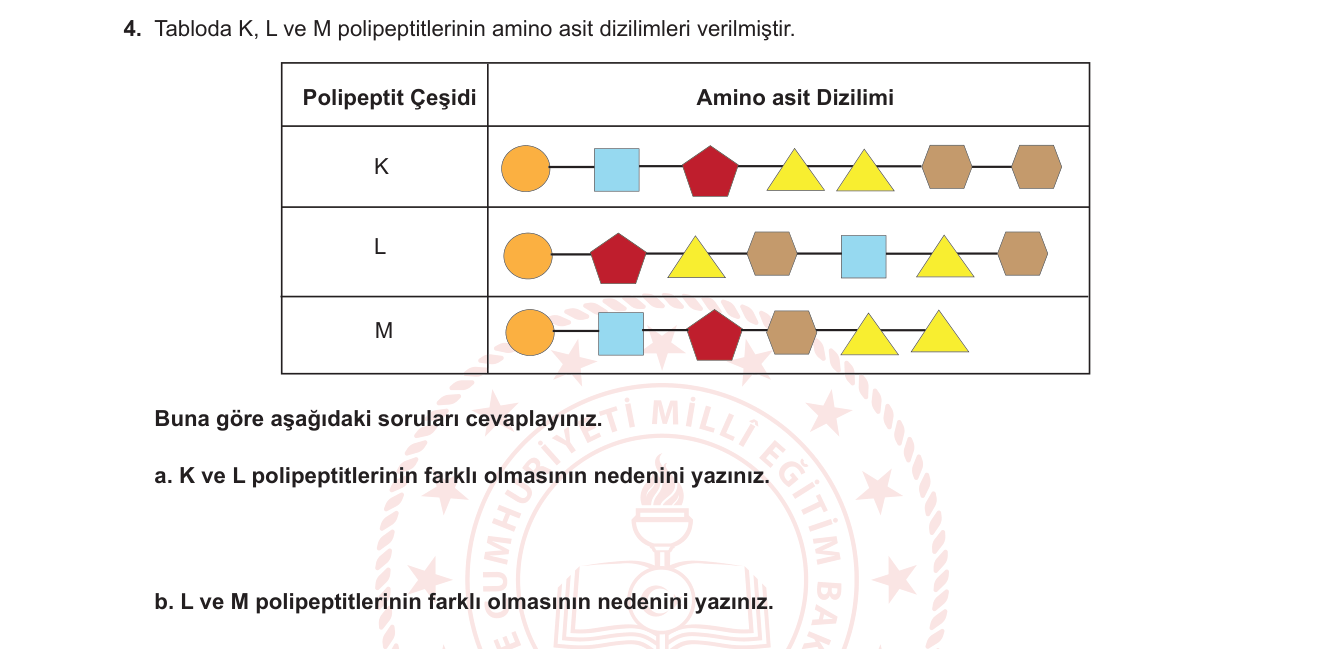 Biyoloji sorusu 4 — Protein çeşitliliği / amino asit dizilimi ve polipeptit yapısı
