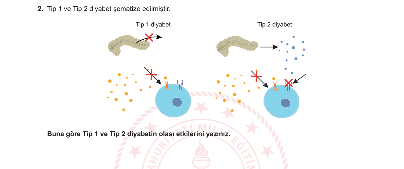 Biyoloji sorusu 2 — Endokrin Sistem — İnsülin, Diyabet (Tip 1 ve Tip 2)