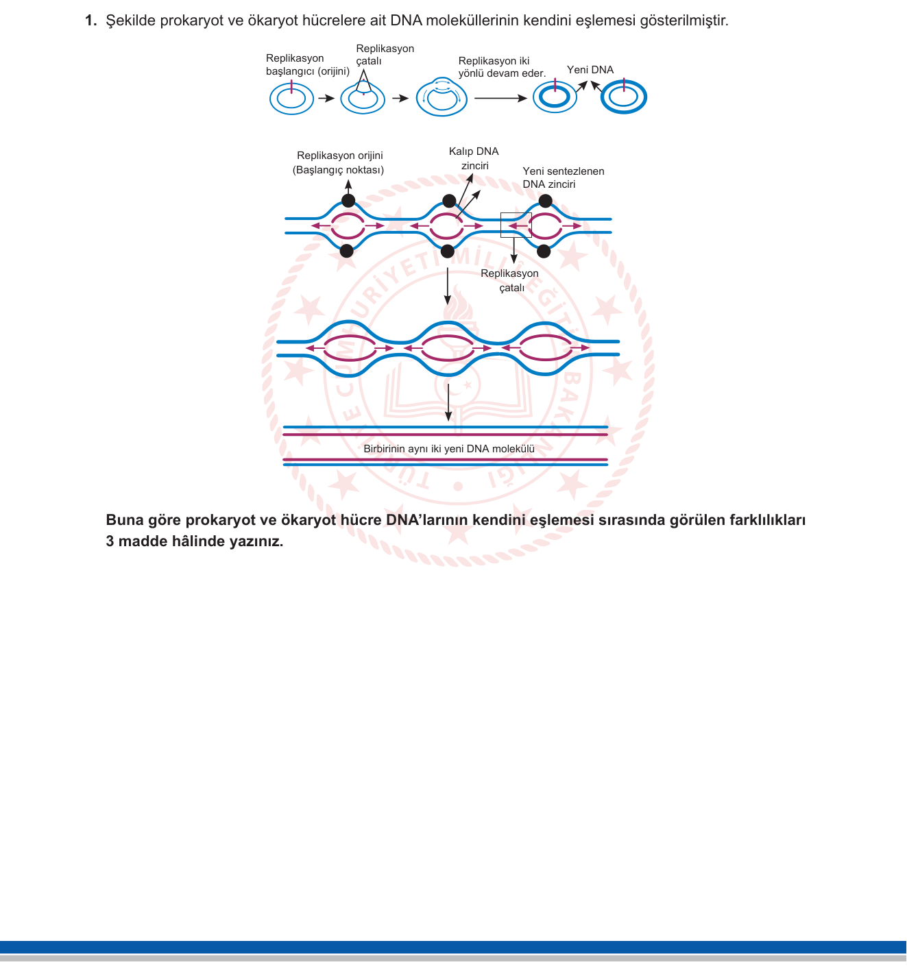 Biyoloji sorusu 5 — DNA Replikasyonu — Prokaryot ve Ökaryot Karşılaştırması (12. sınıf Biyoloji)