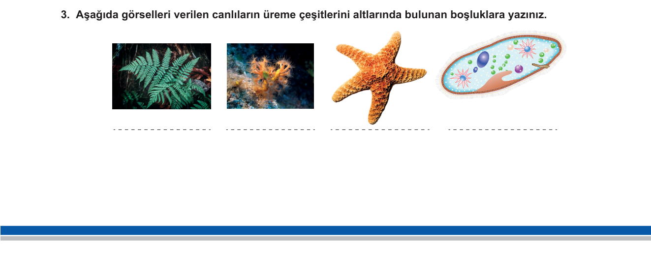 Biyoloji sorusu 10 — Eşeysiz üreme çeşitleri — spor, tomurcuklanma, rejenerasyon, bölünme