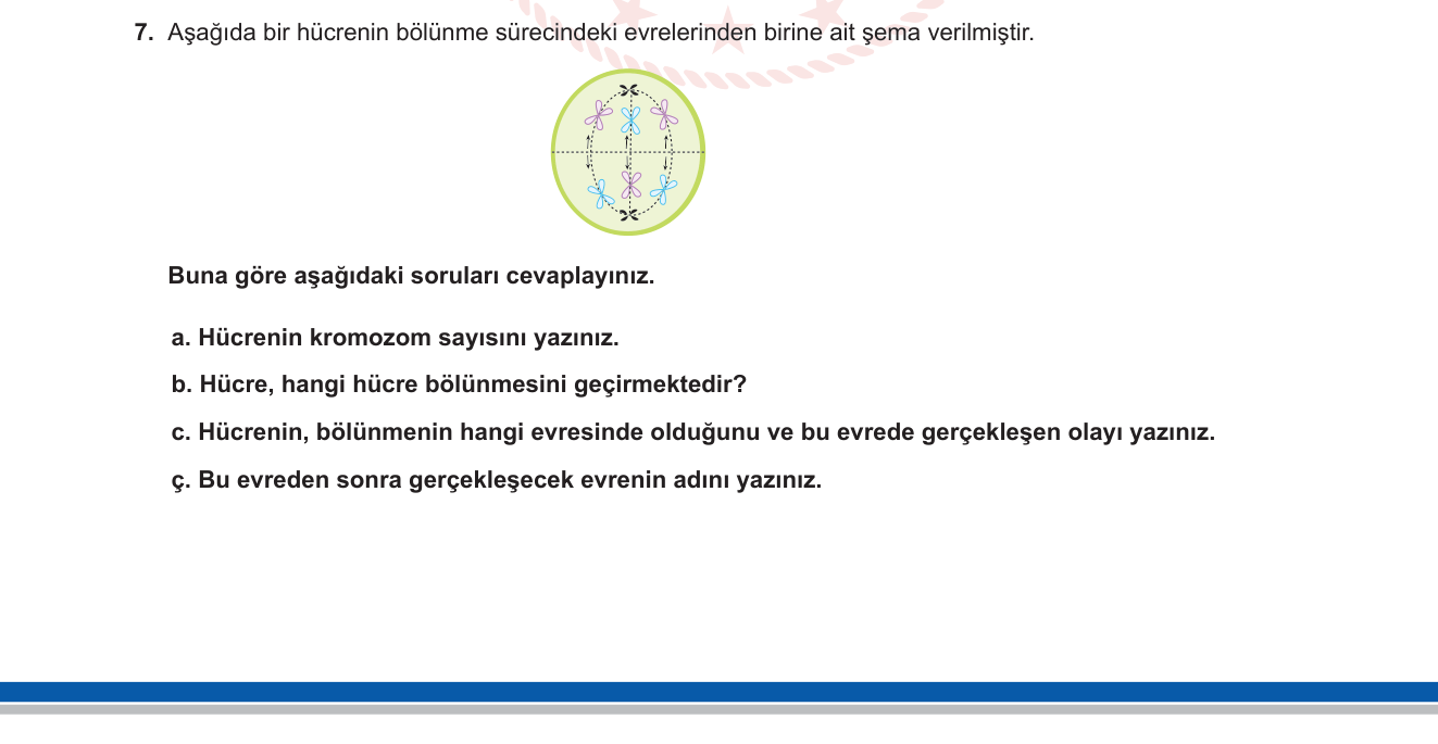 Biyoloji sorusu 7 — Mayoz I bölünme evreleri — Anafaz I şema yorumu
