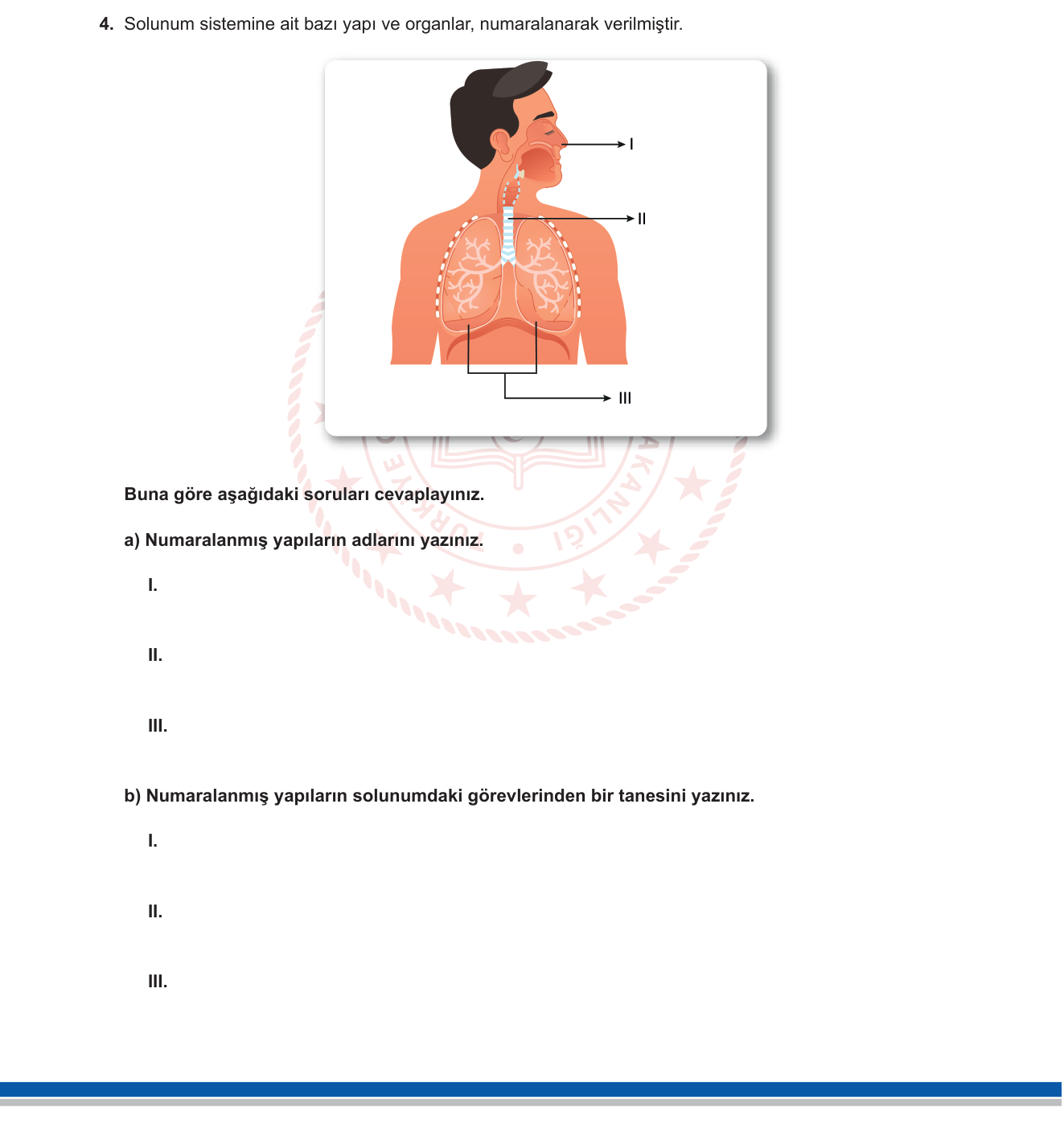 Fen Bilimleri sorusu 4 — Solunum Sistemi: Yapı ve Görevleri
