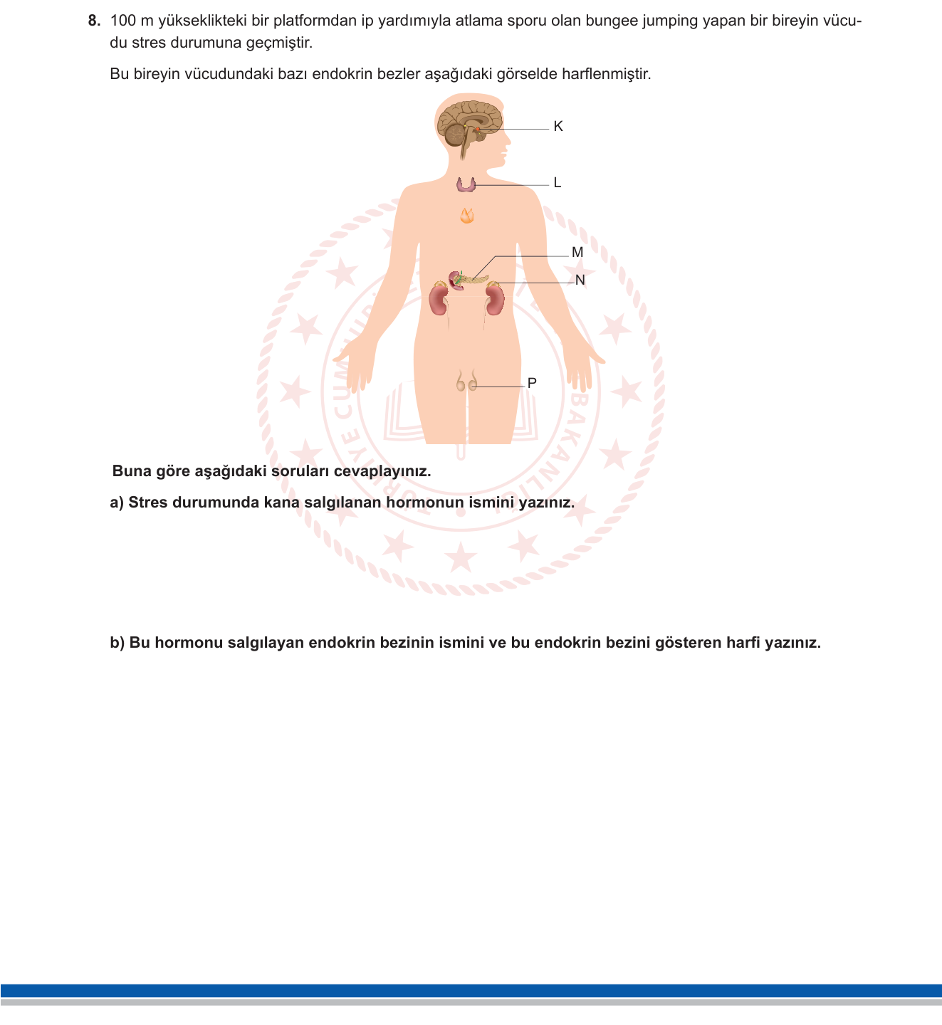 Biyoloji sorusu 9 — Endokrin Sistem — Böbreküstü Bezi ve Stres Hormonu (Adrenalin)