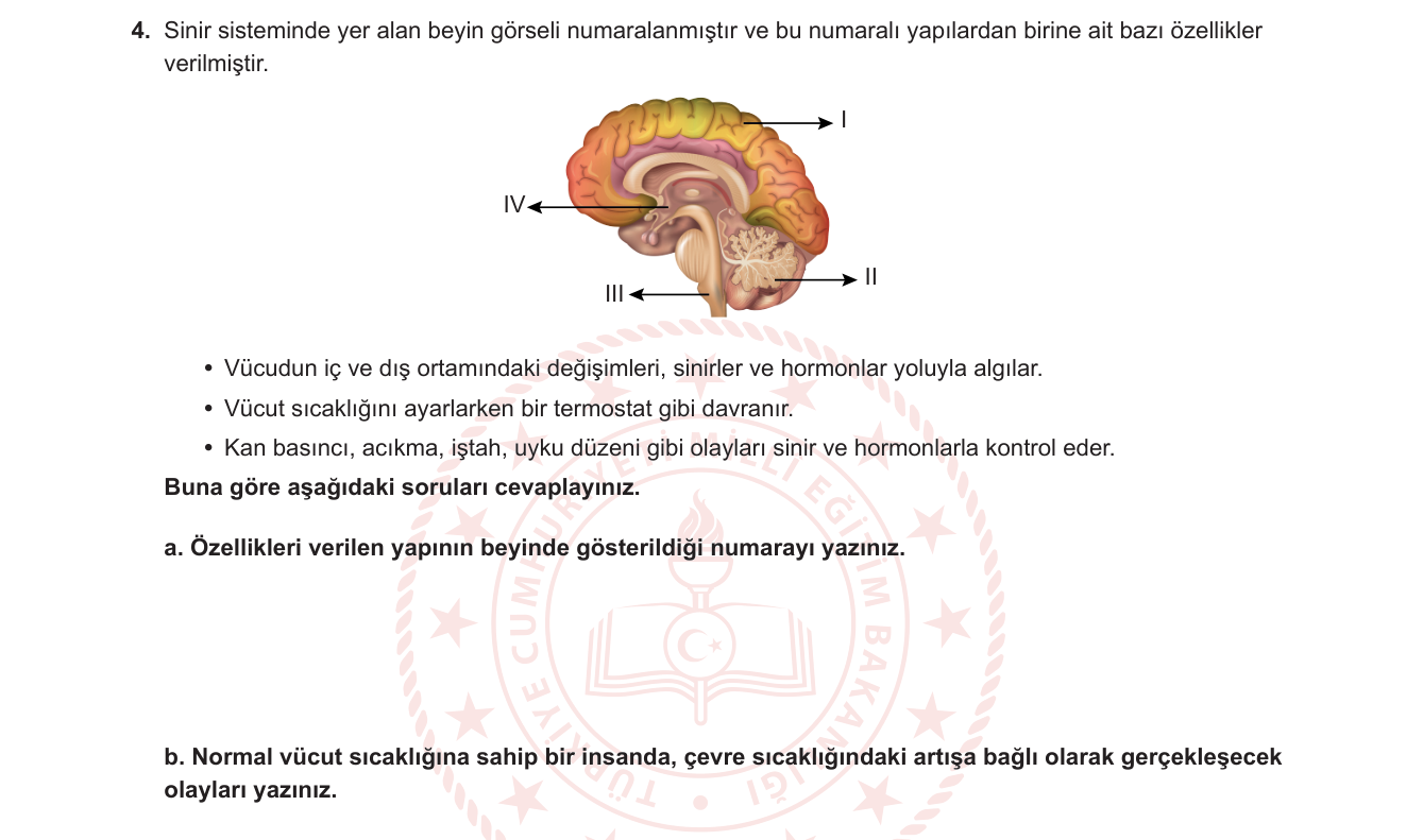 Biyoloji sorusu 4 — Sinir Sistemi — Beyin Yapıları, Hipotalamus, Termoregülasyon