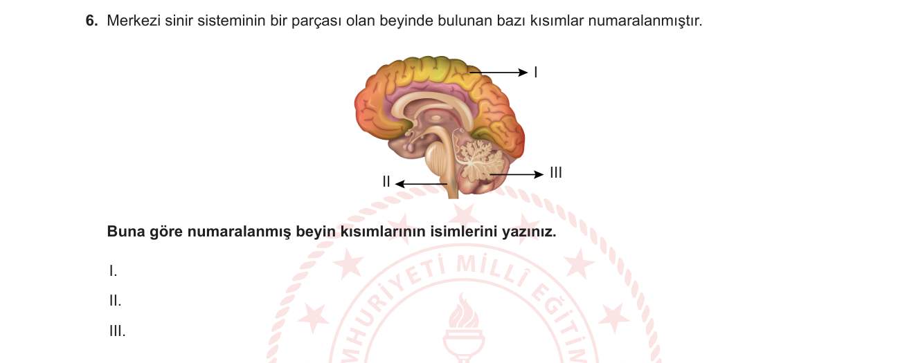 Biyoloji sorusu 14 — Sinir sistemi — Beyin anatomisi; serebrum, serebellum, beyin sapı yapı ve işlevleri