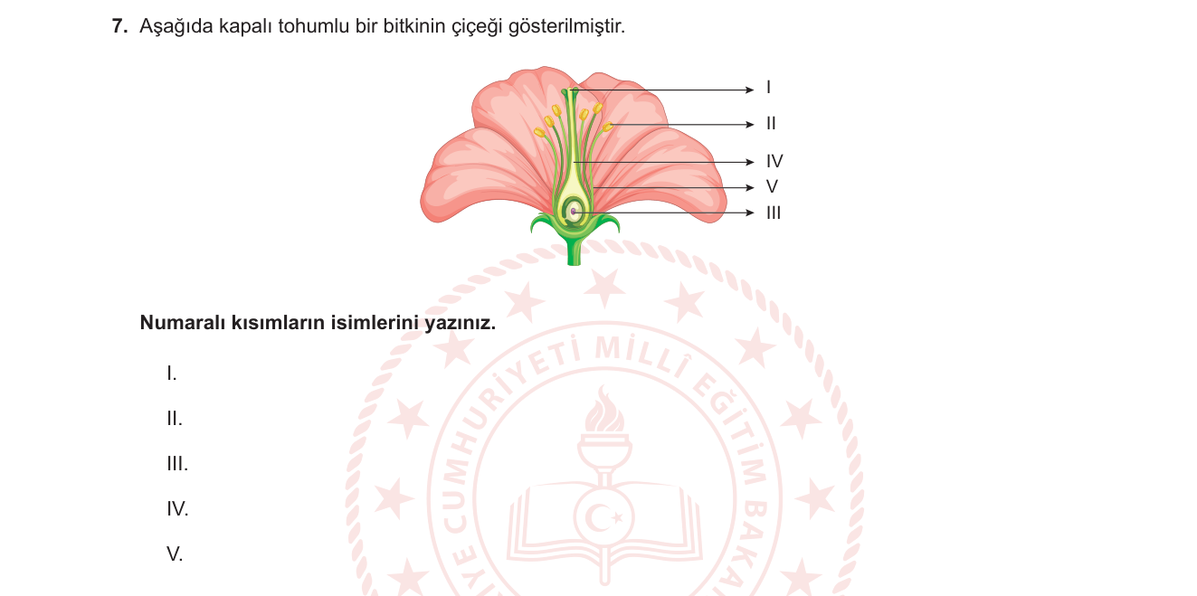 Biyoloji sorusu 29 — 