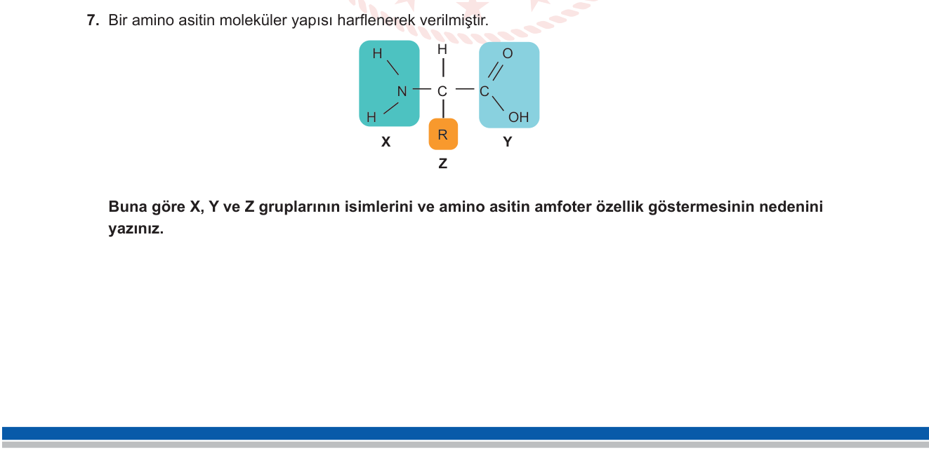 Biyoloji sorusu 16 — Proteinler — amino asit yapısı ve amfoter özellik