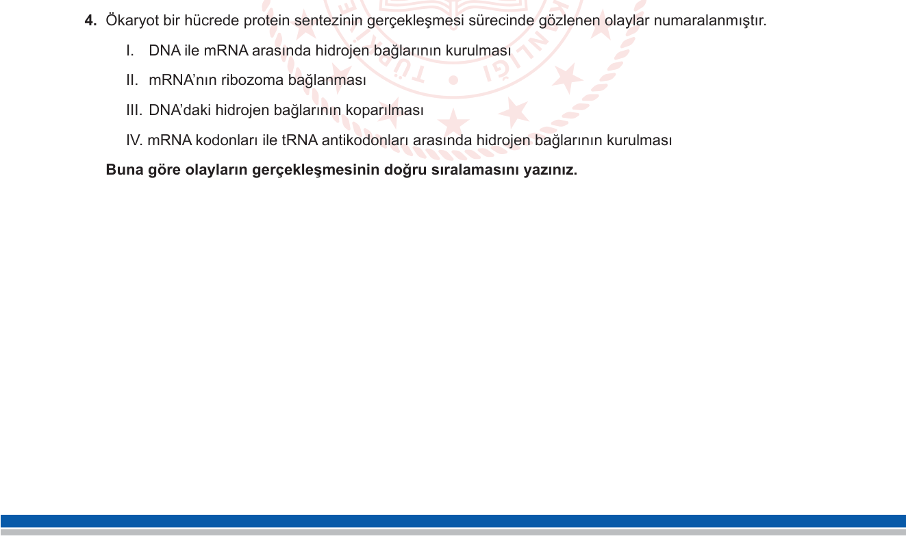 Biyoloji sorusu 14 — Protein sentezi: transkripsiyon ve translasyon aşamaları