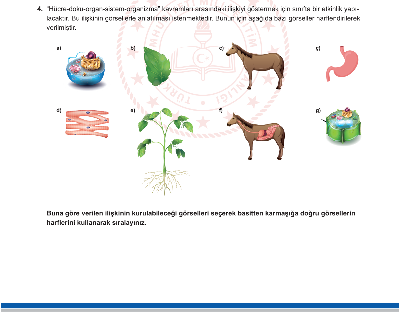Fen Bilimleri sorusu 13 — Canlıların Yapısal Organizasyonu (Hücre-Doku-Organ-Sistem-Organizma) — Hücre ve Bölünmeler