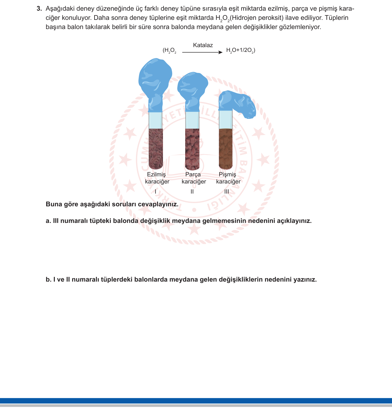 Biyoloji sorusu 13 — Enzimler — Katalaz / Sıcaklık ve yüzey alanının enzim aktivitesine etkisi (9. sınıf Biyoloji)