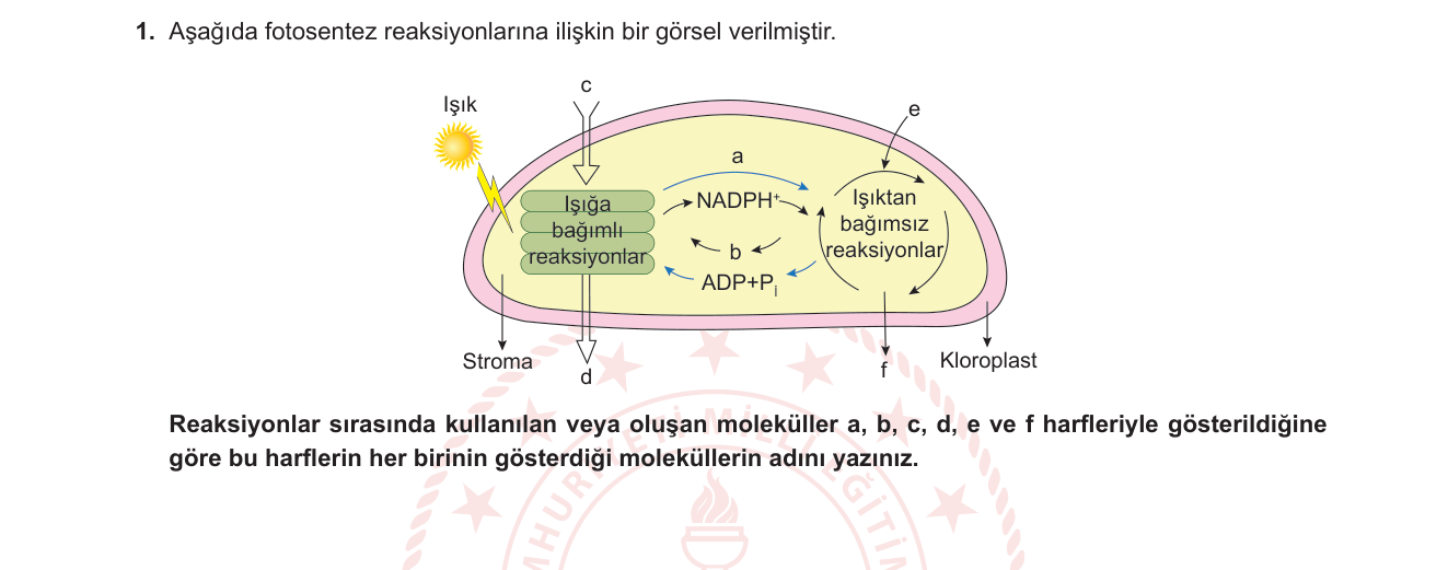 Biyoloji sorusu 37 — 
