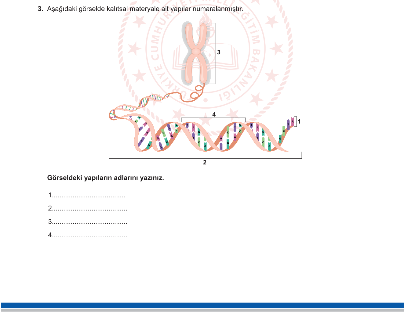 Fen Bilimleri sorusu 3 — DNA ve Genetik Kod - Kalıtsal Materyalin Yapısı (Fen Bilimleri)