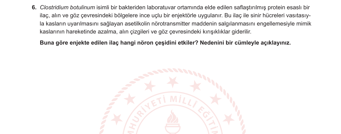 Biyoloji sorusu 7 — Sinir sistemi — Nöron tipleri; nöromüsküler kavşak; asetilkolin; botulinum toksini