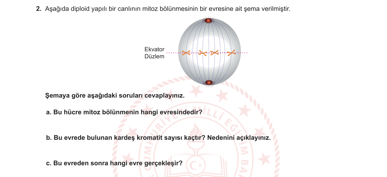 Biyoloji sorusu 2 — Mitoz bölünme evreleri: Metafaz, kardeş kromatit sayısı, evre sırası (10. sınıf)