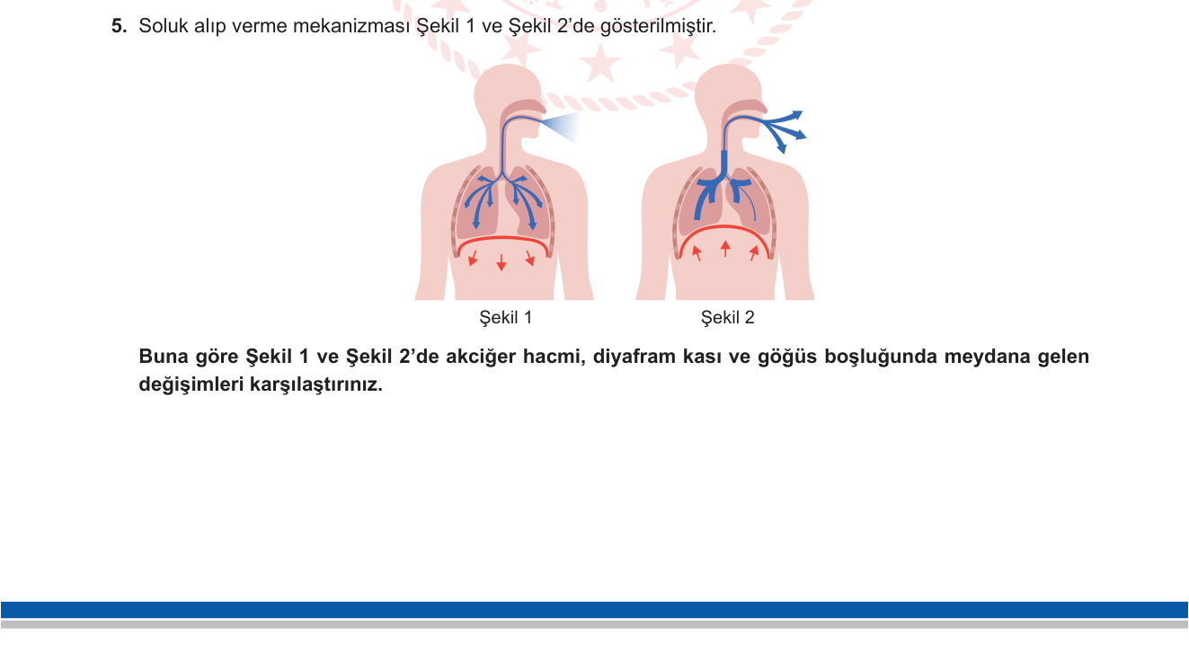 Biyoloji sorusu 22 — 