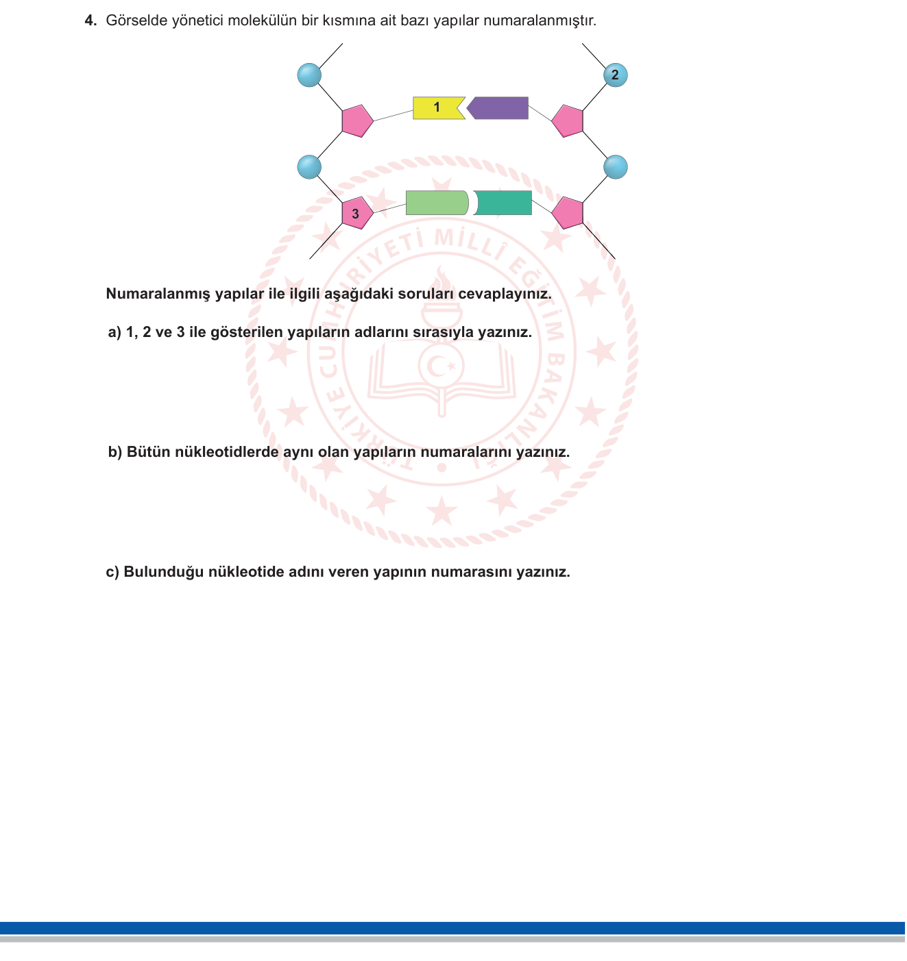 Fen Bilimleri sorusu 4 — DNA Yapısı ve Nükleotidler / 8. Sınıf Fen Bilimleri
