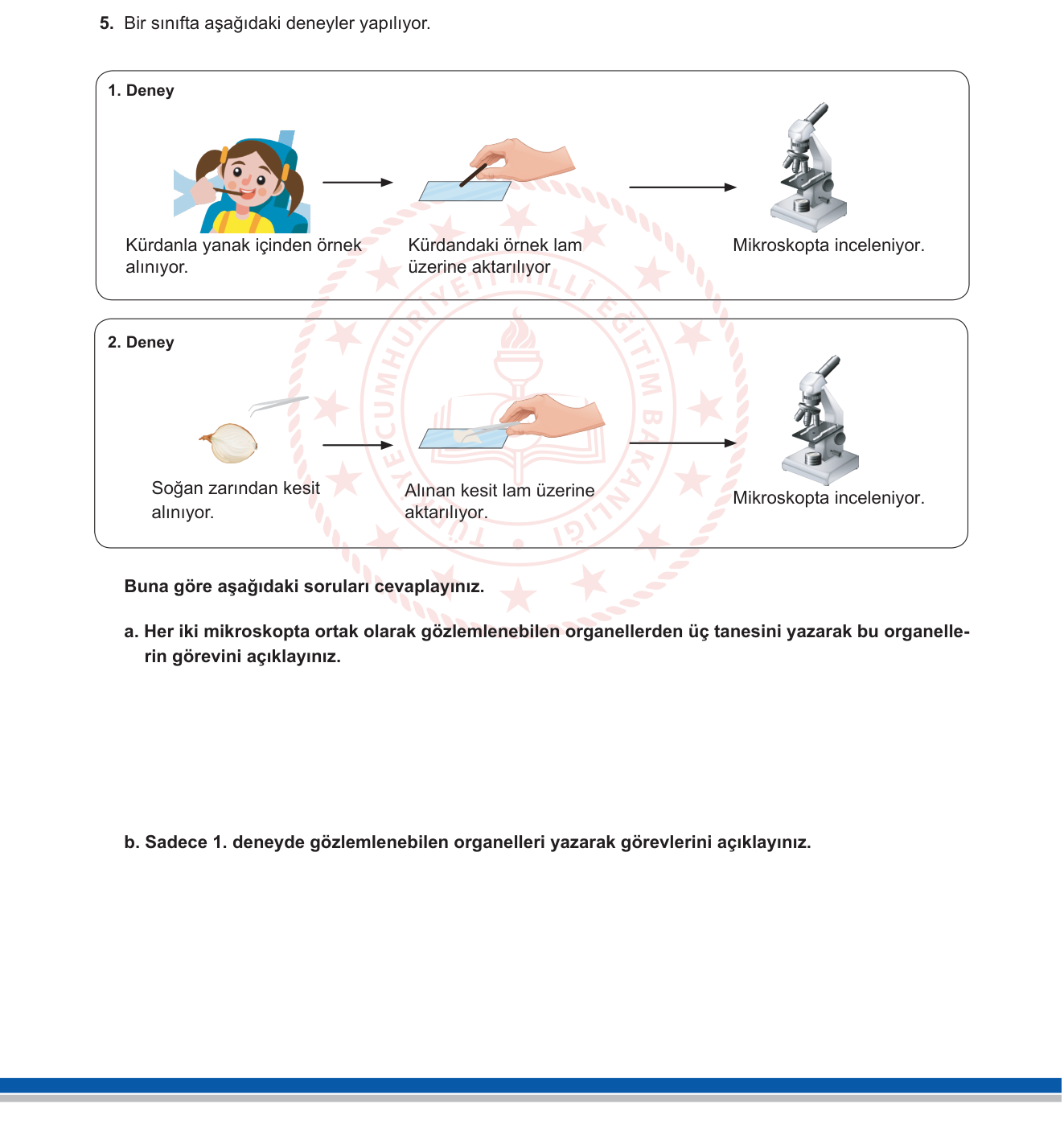 Fen Bilimleri sorusu 7 — Hücre / Bitki ve Hayvan Hücresi Organelleri / Mikroskop