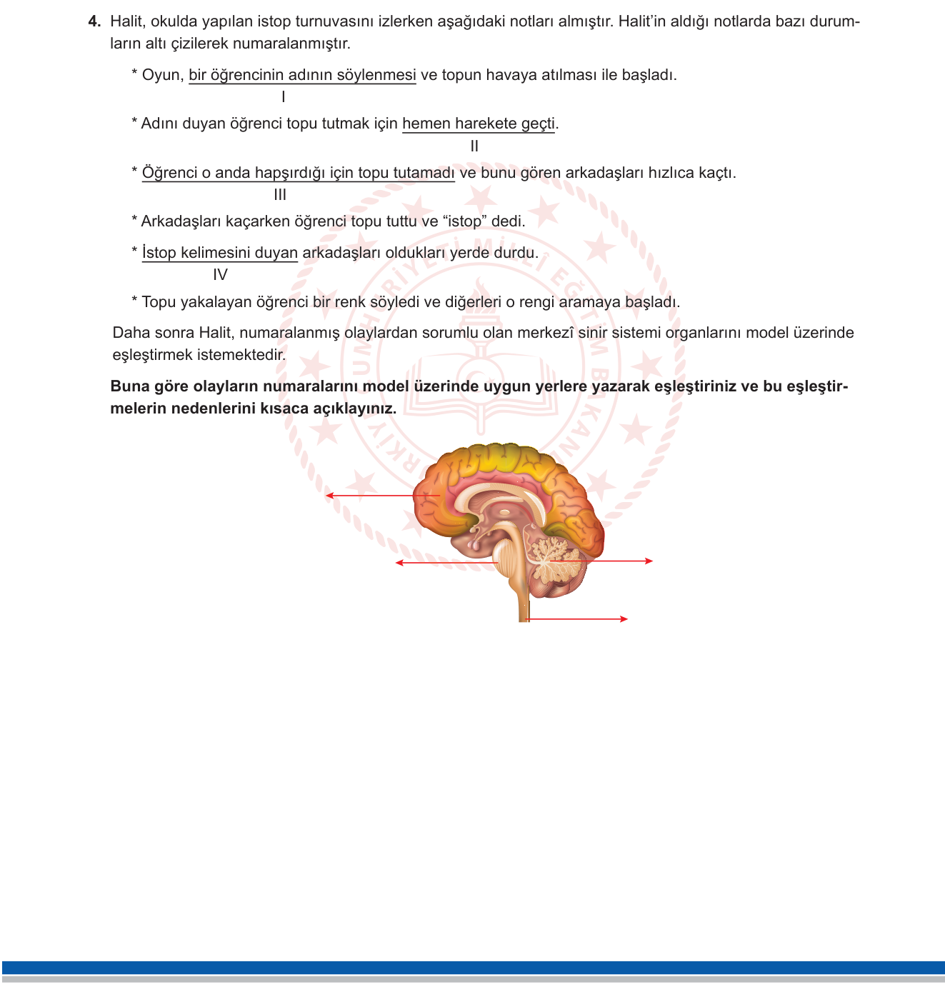 Fen Bilimleri sorusu 11 — 