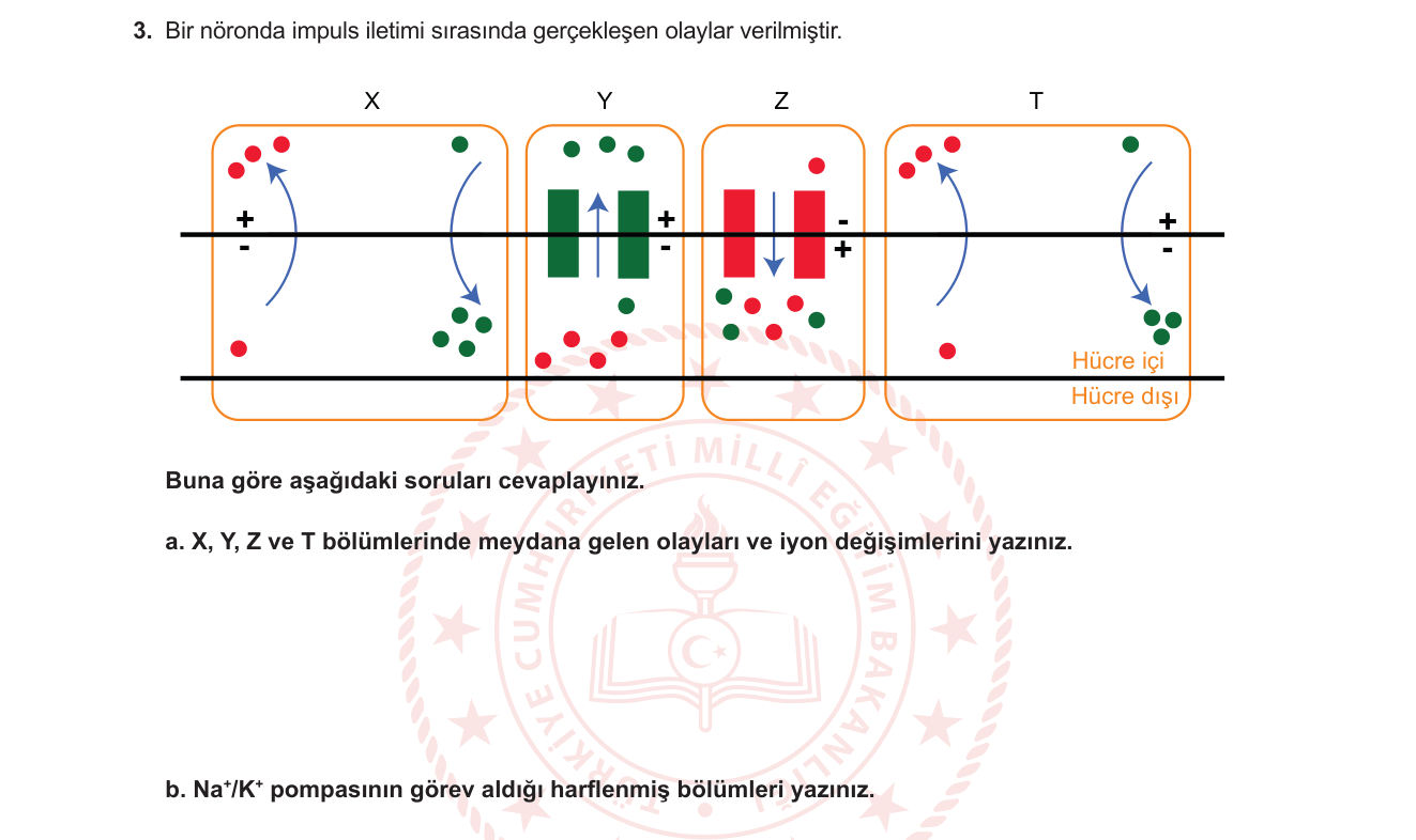 Biyoloji sorusu 21 — Sinir Sistemi — Aksiyon Potansiyeli, İmpuls İletimi, Na+/K+ Pompası